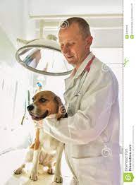 Estaba interno en los maristas porque su padre era veterinario en un pueblo de orense. Veterinario Con El Raposero Ingles Imagen De Archivo Imagen De Medicina Ombligo 94023569