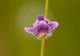 Image result for Genlisea hispidula