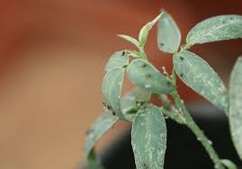 Image result for Indigofera charlieriana