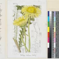 Image result for Berkheya radula