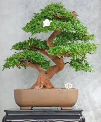 Resultado de imagen para CUIDADO DE BONSAI
