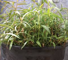 Image result for Oldenlandia scopulorum