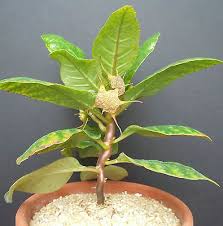 Image result for Dorstenia cuspidata