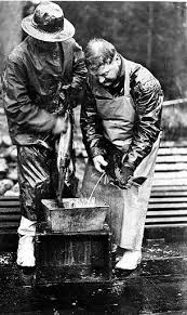 As the time for migration to the sea approaches, the salmon acquire the dark back, light belly, and silvery coloration typical of fish living in open water. Roe Wikiwand