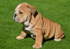 Jd bully's is a california based old english bulldogge breeder that has a record of producing some of the finest puppies on the market. English Bulldog Puppies For Sale Pure Breed Pups Pet Mania Dubai