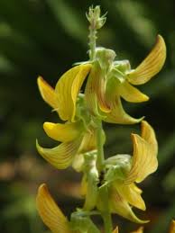 Image result for Crotalaria oocarpa