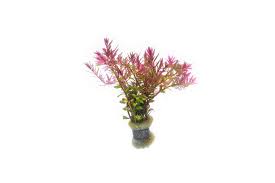 Image result for Rotala dinteri