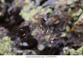 Image result for Avenella flexuosa