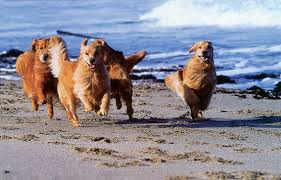 Check spelling or type a new query. How To Care For Senior Golden Retrievers Dummies