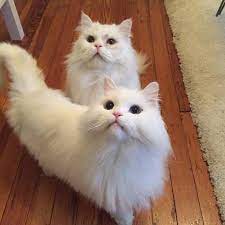 Pin On Persian Cats