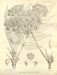 Image result for Steganotaenia