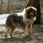 All About Karakachan Livestock Guardian Dogs - Countryside