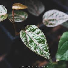 Daun sirih merah sebenarnya memiliki kandungan yang tidak jauh berbeda jika dibandingkan dengan sirih hijau. Manfaat Daun Sirih Merah