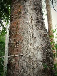 Image result for Anisophyllea