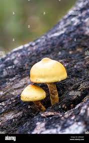 Image result for Lactarius mutabilis