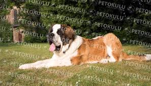 Saint Bernard Kopegi Ozellikleri Tarihcesi Ve Karakteri Kopek Turleri