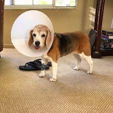 Gibbings is the most fun, compassionate, educated doctor i have ever encountered. Pet Hospital Of Penasquitos Veterinary Specialist 47 Photos 93 Reviews Veterinarians 9888 Carmel Mountain Rd San Diego Ca Phone Number