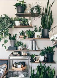 Pin By Betsy Gibson On Rasteniya Plant Decor Indoor Room With Plants Plant Decor