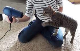 Kalian dianjurkan untuk mengeringkan bulu si kucing dengan menggunakan hair dryer, namun sebelum itu, kalian harus mengeringkan nya terlebih dahulu menggunakan handuk. Melatih Kucing Agar Tidak Takut Hair Dryer