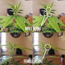 If you peel back a bract with a pair of tweezers, you can look inside. There Seems To Be A Lot Of Confusion About Identifying Male Vs Female Plants I Made A Way To Tell The Difference The Left Side Is Mostly Unadulterated While The Right Side