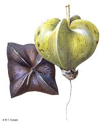 Image result for Barringtonia asiatica