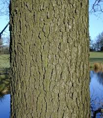 For each tree there is a tree reality sheet with. Bark Tree Guide Uk Bark Used For Tree Identification