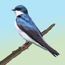 Tree Swallow