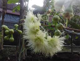 Cara Membuat Bonsai Buah Jambu Blogger Bonsai