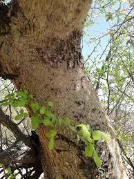 Image result for Sterculia rogersii