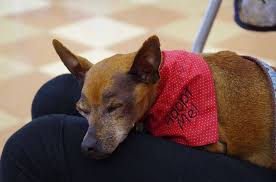 Visit vbac&ac to meet garcia and you'll be guaranteed to fall in love with him. K9 Justice League K9 Justice League Dog Rescue Virginia Beach Va