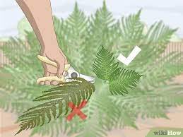 Check spelling or type a new query. How To Prune Ferns 10 Steps With Pictures Wikihow