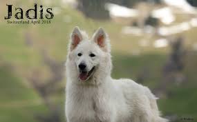 White Swiss Shepherd Home Facebook