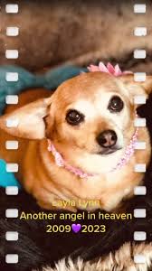 Andy Joy (@andyhoho88)’s videos with Dancing in the Sky