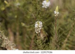 Image result for Hebenstretia