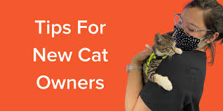 How long does a cat recover from being spayed? 10 Top Tips For New Cat Owners Emancipet