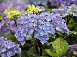 Hydrangea macrophylla 'black steel blue'. Hydrangea Macrophylla Black Steel Blue Tuinhortensia S Van Klaveren Plant