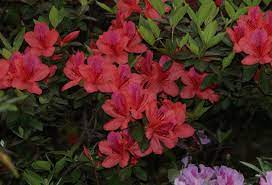 Azalea Japonica At Botanical Garden In Hong Kong Fotografia Flores