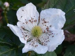 Image result for Glebionis carinata `German Flag`