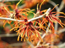 Image result for Hamamelis mollisi