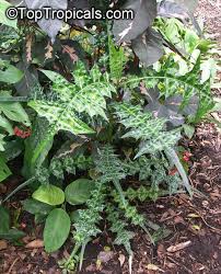 Image result for Acanthus montanus