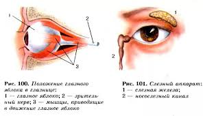 Augen Tun Weh Wenn Sie Aufrollen Mogliche Krankheitsursachen Verletzung Oder Fremdkorper