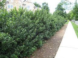 Moving to a new house or office? Blue Holly Tough Beautiful Landscapeadvisor Evergreen Landscape Organic Horticulture Outdoor Landscaping
