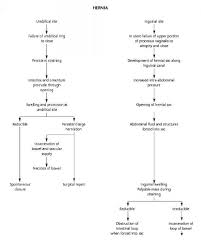 Pathophysiology Of Umbilical Hernia In Flow Chart Elegant