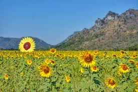Menanam bunga matahari yang tepat pada saat musim kemarau atau curah hujan tidak terlalu tinggi. Sunflower Festival Di Lopburi Thailand Pergidulu Com