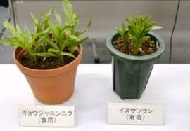 毒草のイヌサフラン食べ重体 ギョウジャニンニクと誤認 群馬 西日本新聞ニュース