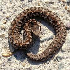Short Tailed Mamushi Gloydius Blomhoffii Pit Viper Snake Animals