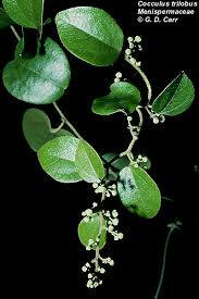 Image result for Menispermaceae