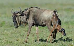 Check spelling or type a new query. Mengapa Haiwan Tak Perlukan Bantuan Bidan Untuk Melahirkan Anaknya Iluminasi