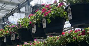 Get it today for $399, with free shipping included. Two Hanging Baskets Only 10 At Home Depot Just 5 Each Hip2save