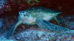 Hawksbill sea turtle distribution, habitat, and ecology. Endangered Ocean Sea Turtles Ocean Today